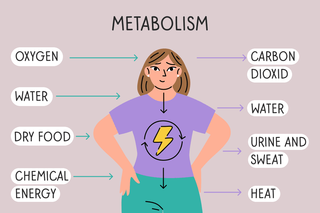 metabolism