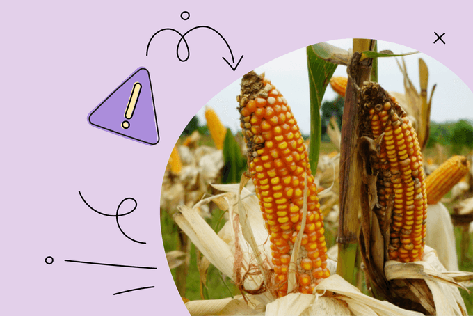 Dangers of Aflatoxins You Should Know