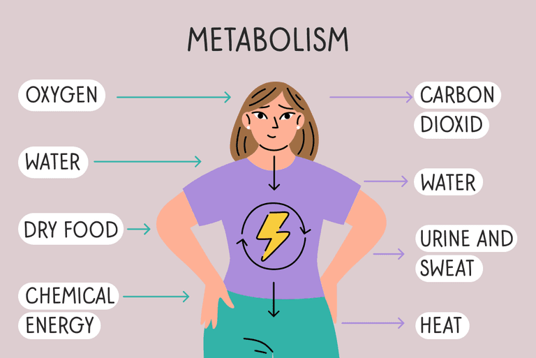 metabolism