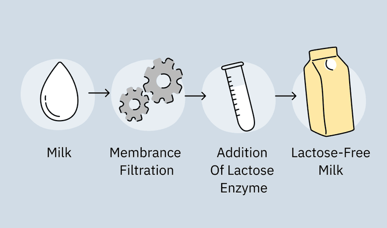 The process of lactose-free milk production