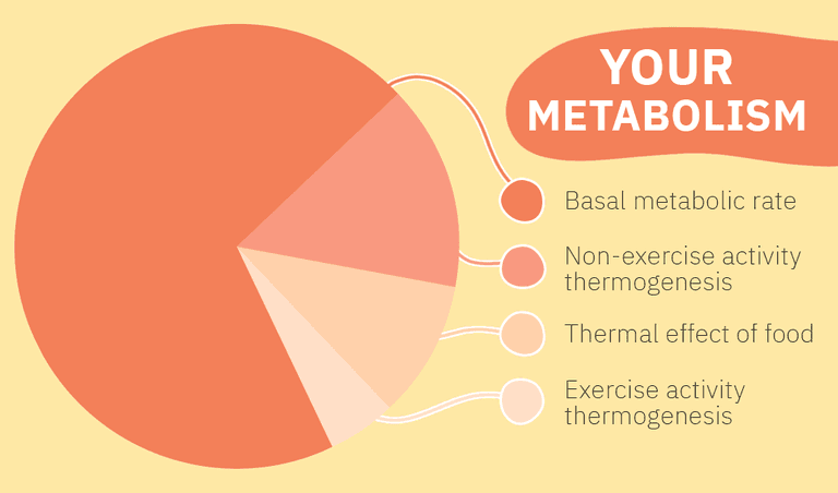Your metabolism consists of BMR, NEAT, TEF, and EAT